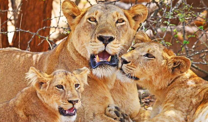 murchison falls lions